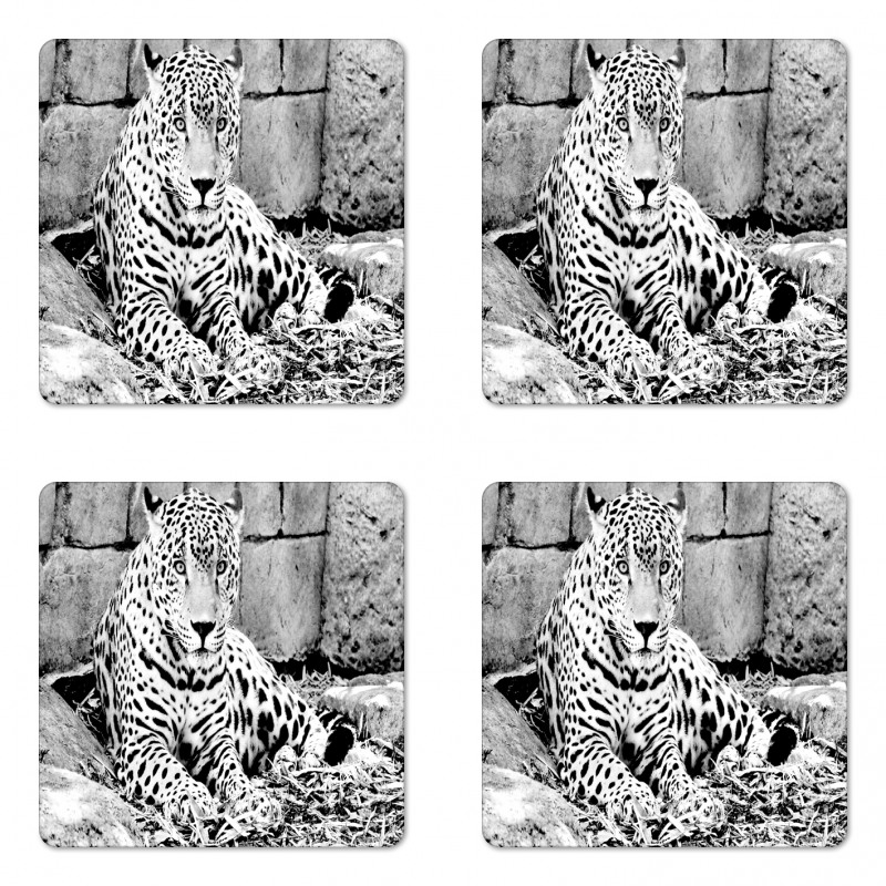Wild Tiger Jaguar Coaster Set Of Four