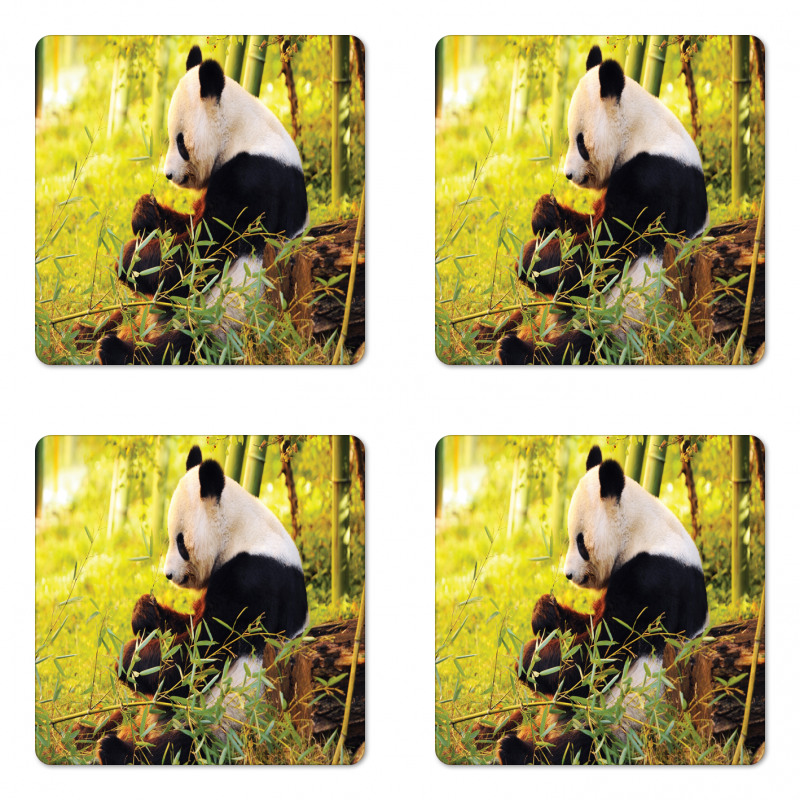 Panda Sitting in Forest Coaster Set Of Four