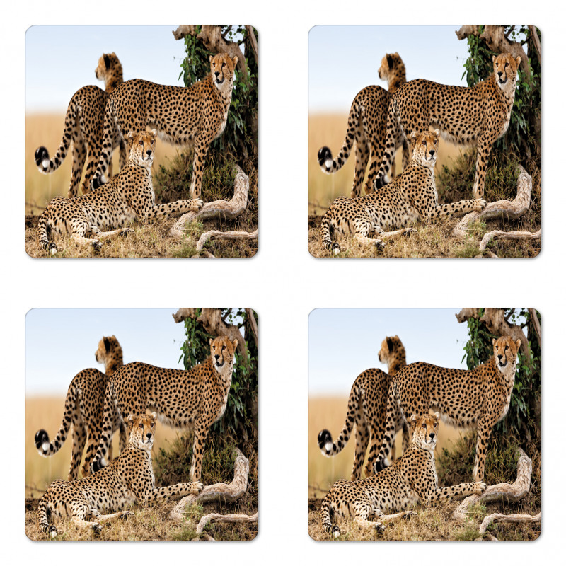 Safari Animal Cheetahs Coaster Set Of Four