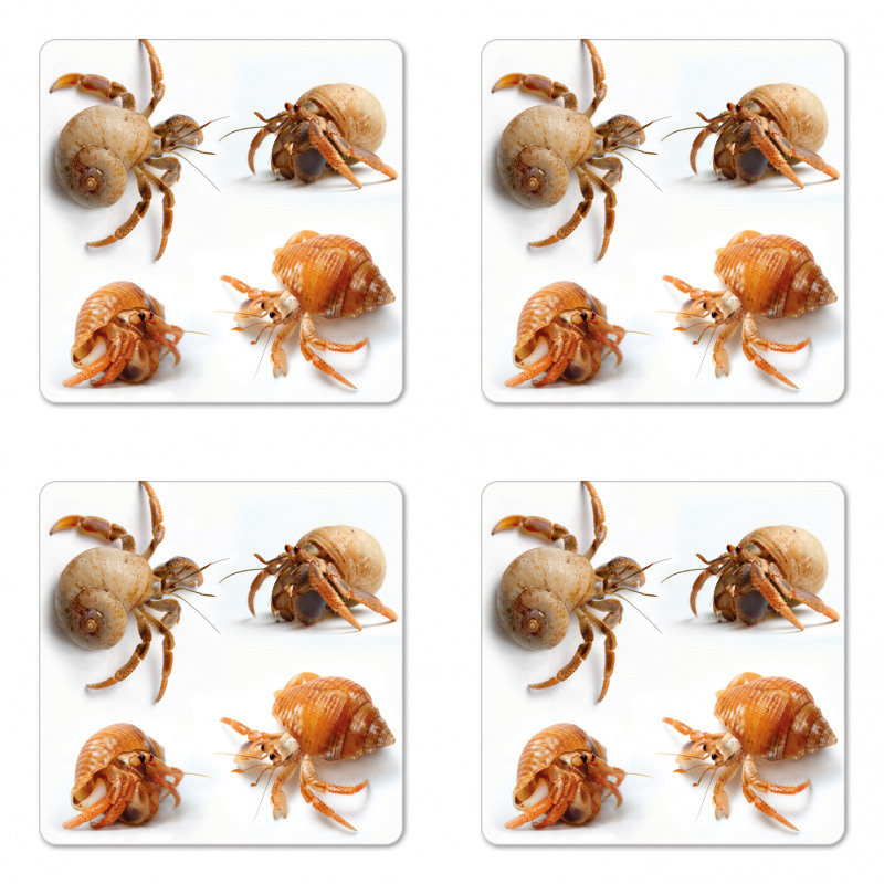 Hermit Crabs Pattern Coaster Set Of Four