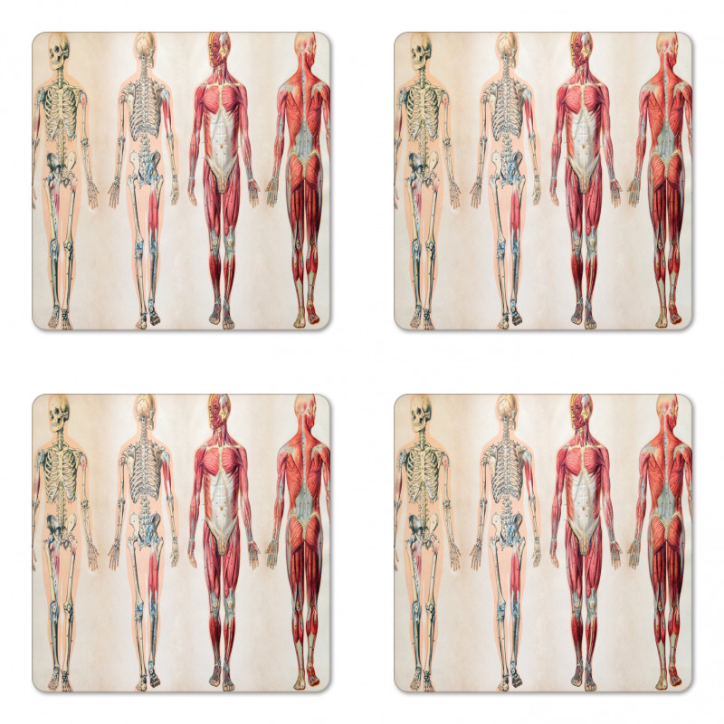 Anatomy Human Body Coaster Set Of Four