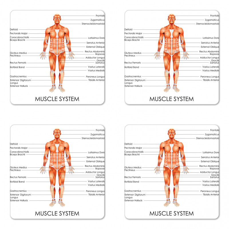 Biology Muscle System Coaster Set Of Four