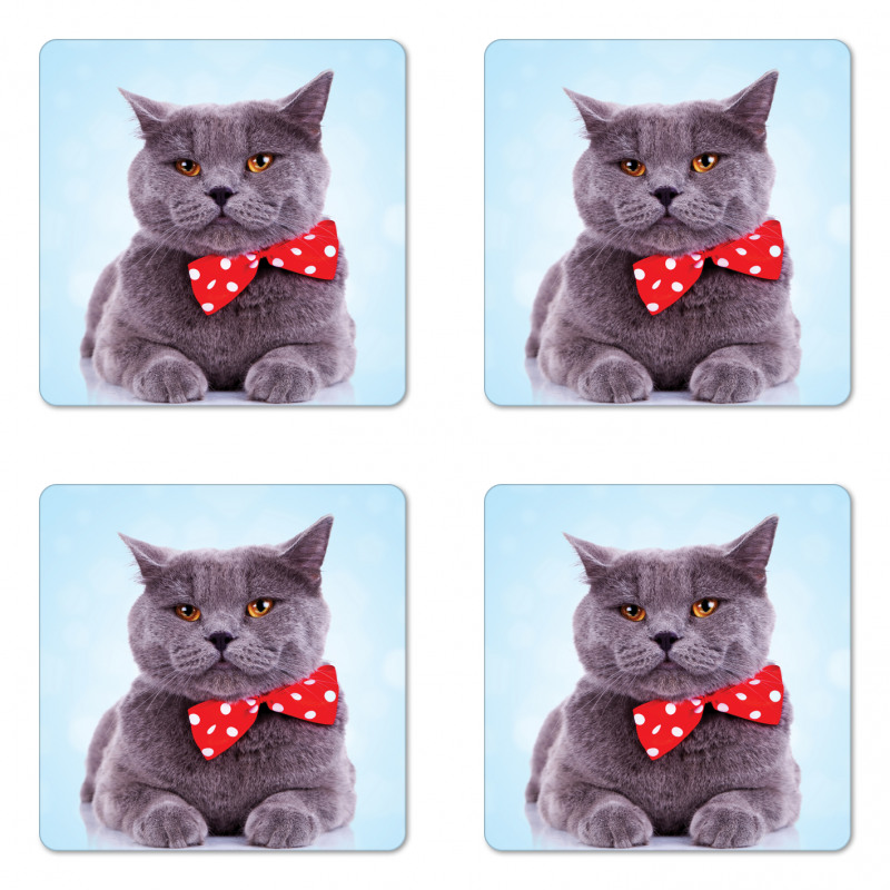 Grey Scottish Fold Theme Coaster Set Of Four