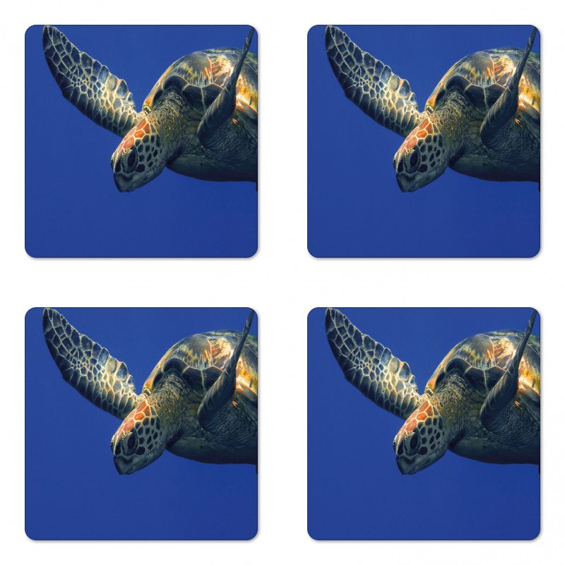 Sea Animal Swimming Coaster Set Of Four