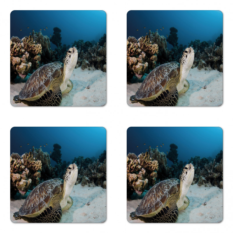 Turtle Coral Reef Coaster Set Of Four