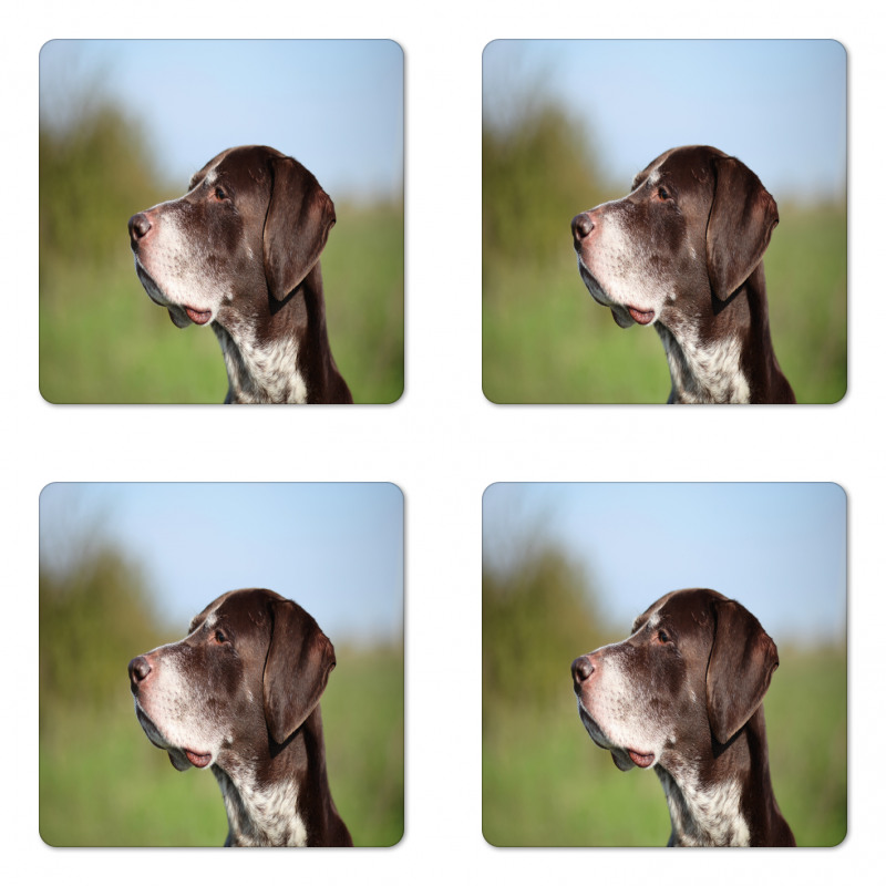 German Pointer Coaster Set Of Four