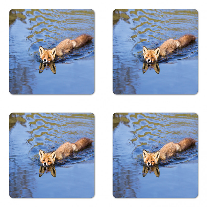 Fox Swimming in River Coaster Set Of Four