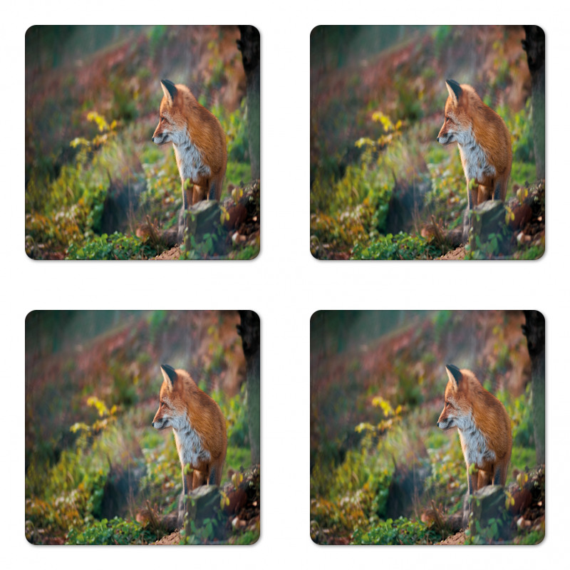 Young Wild Fox in Woodland Coaster Set Of Four