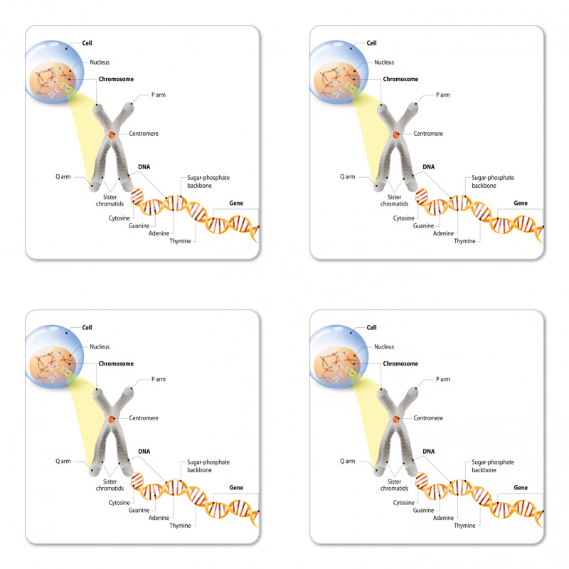 DNA Gene Genome Coaster Set Of Four