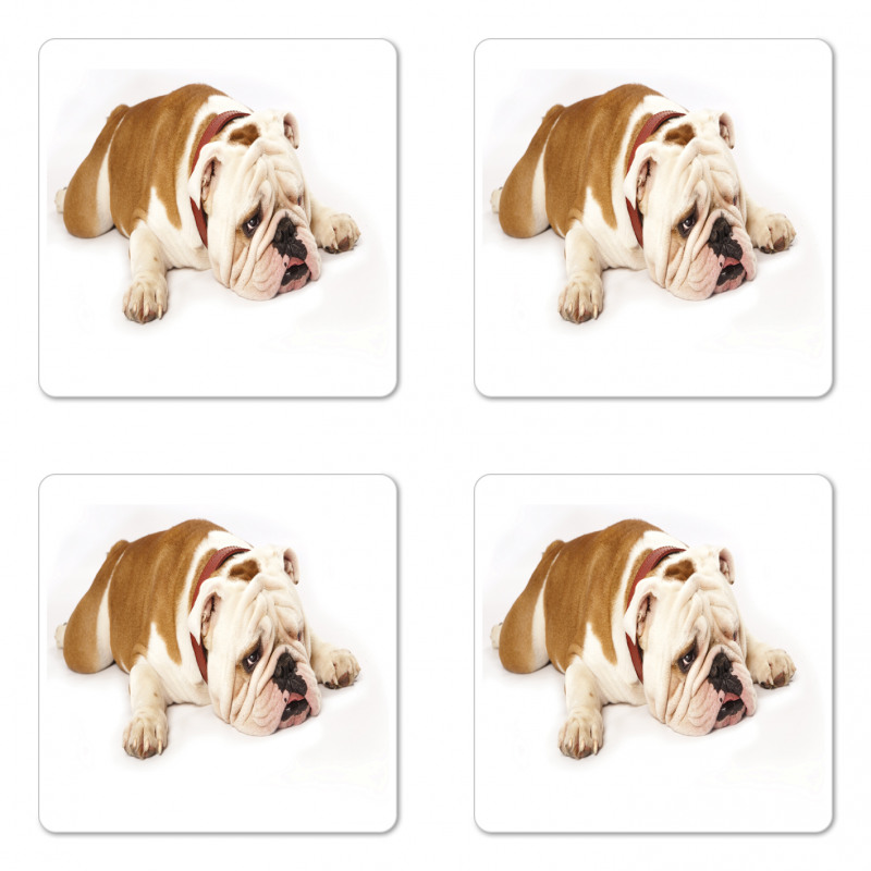 Sad Animal Coaster Set Of Four