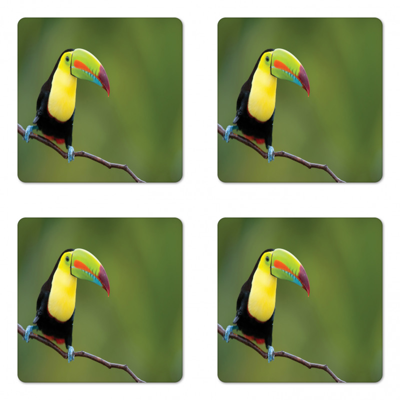 Keel Billed Toucan Coaster Set Of Four