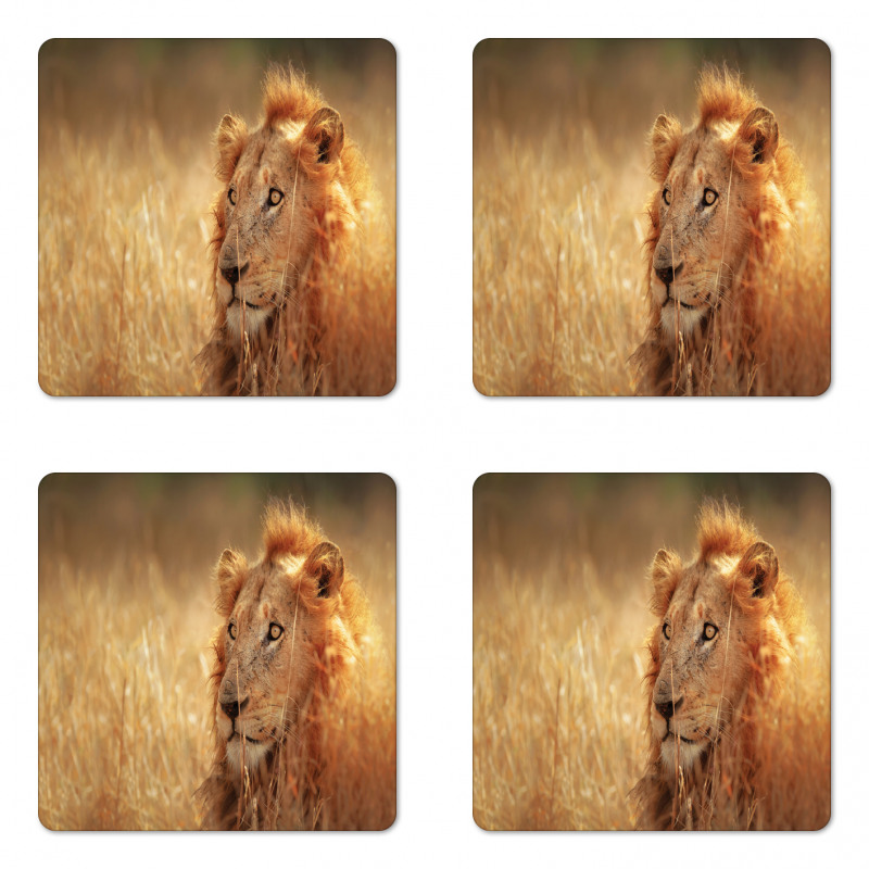 Male Lion Grass Field Coaster Set Of Four