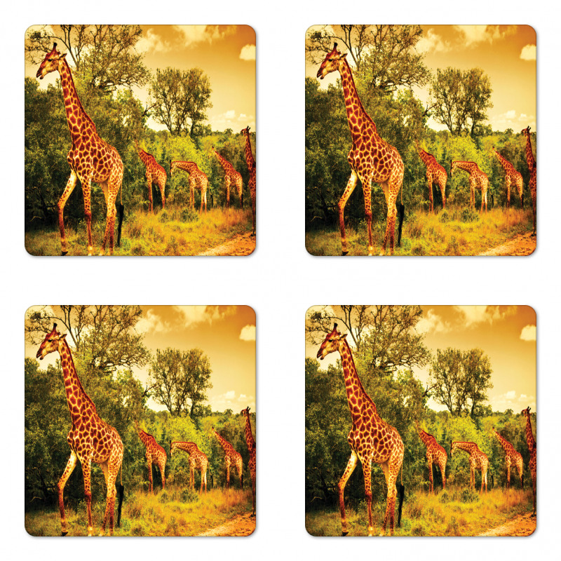 Safari Animals Coaster Set Of Four