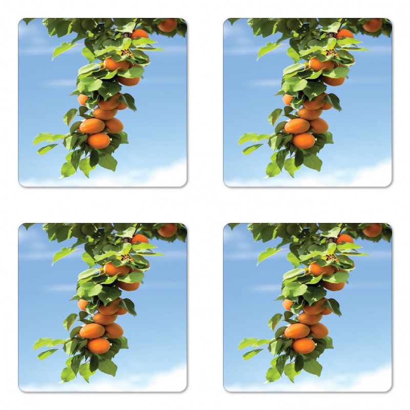 Succulent Apricots on Tree Coaster Set Of Four