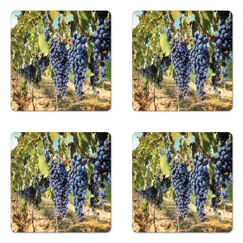 Rows of Wine Fruits in Italy Coaster Set Of Four