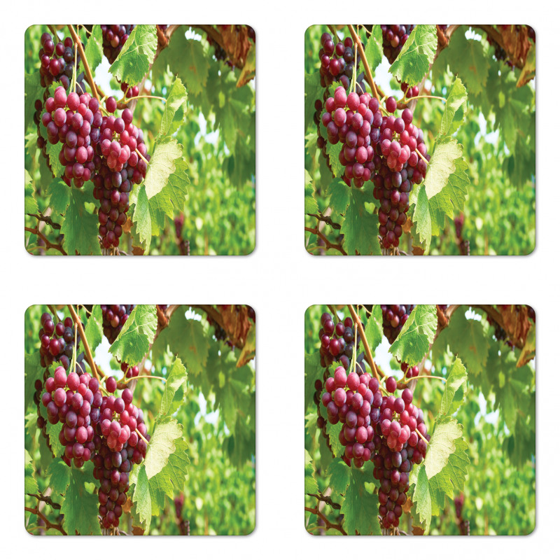 Bunch of Wine Fruits Foliage Coaster Set Of Four