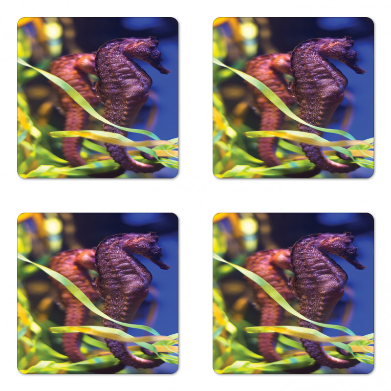 Close up Photo with Kelp Coaster Set Of Four