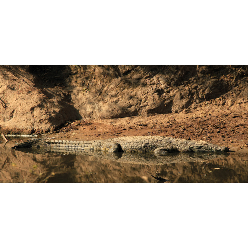 Crocodile Hunt in Wild Piggy Bank