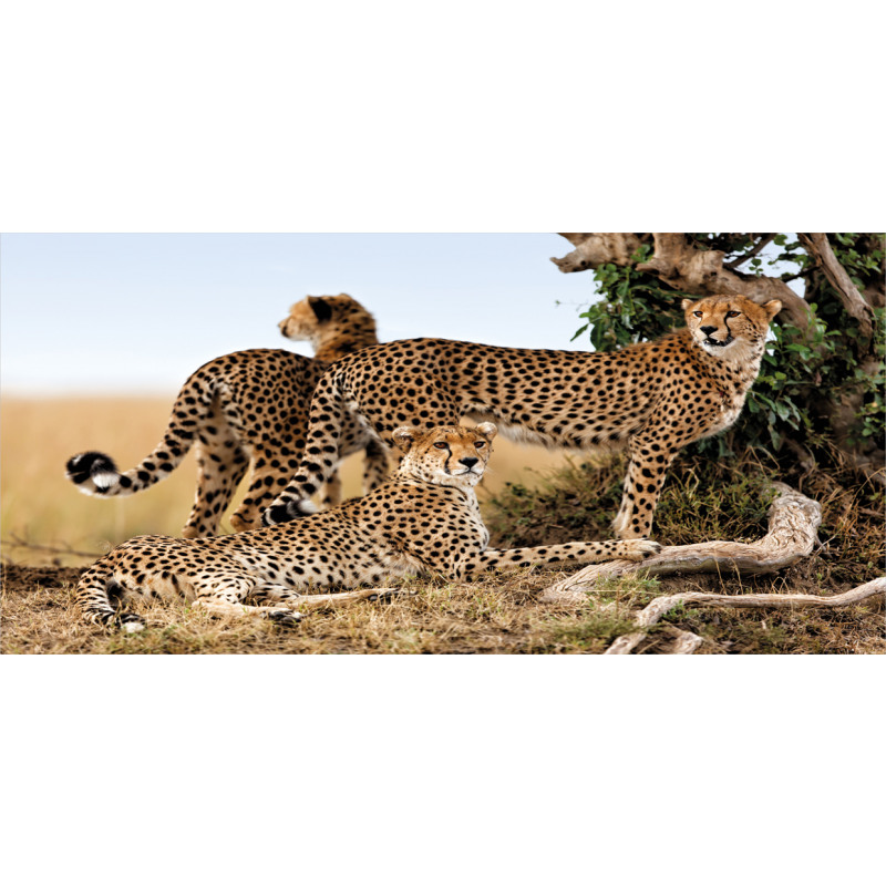 Safari Animal Cheetahs Piggy Bank
