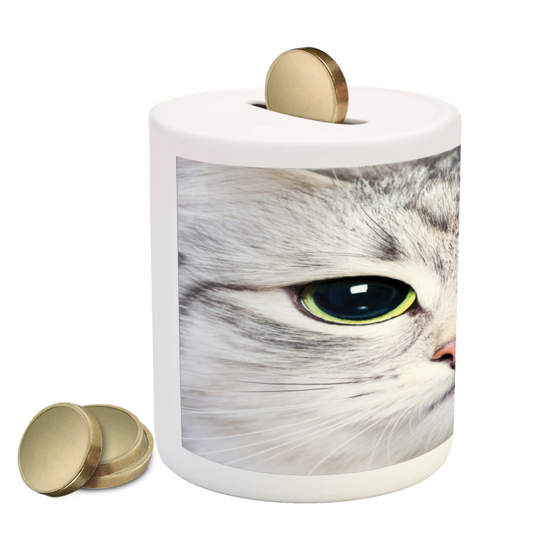 Face of a Domestic Kitty Piggy Bank