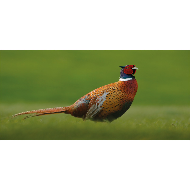 Pheasant Long Tail Meadow Piggy Bank