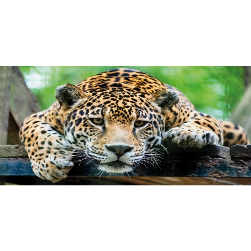 Jaguar Wildcat Feline Piggy Bank