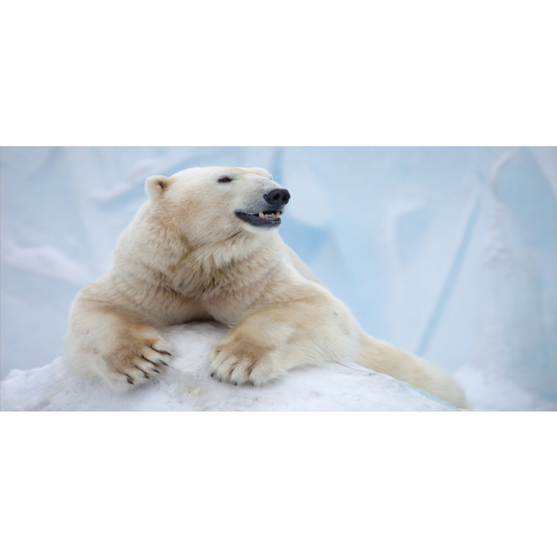 White Polar Bear on Ice Piggy Bank