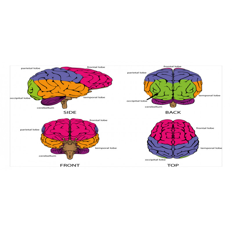Human Brain Colors Piggy Bank