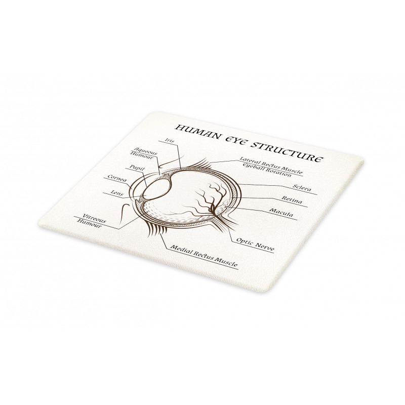 Structure of the Human Eye Cutting Board