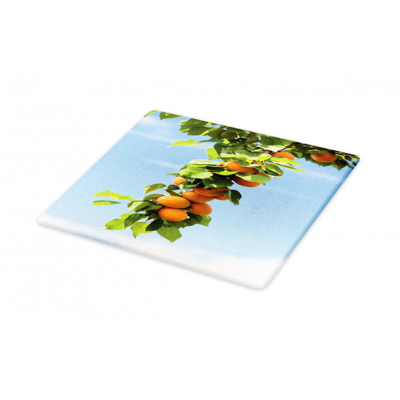 Succulent Apricots on Tree Cutting Board