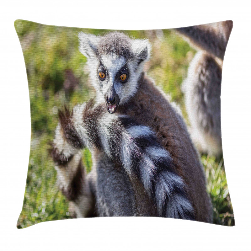 Ring Tailed Funny Expression Pillow Cover