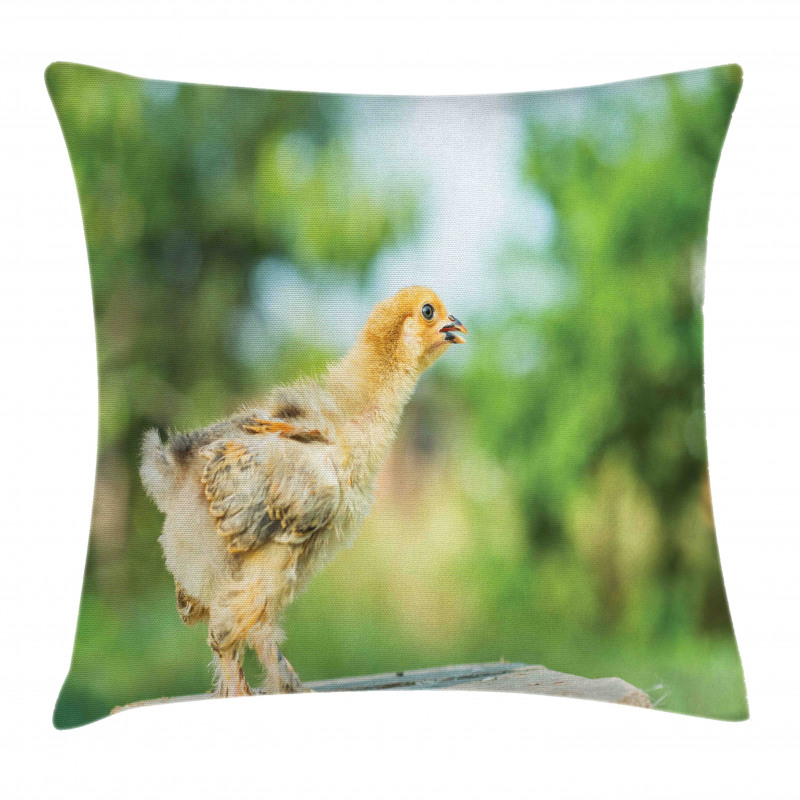 Little Baby Chicken on Log Pillow Cover