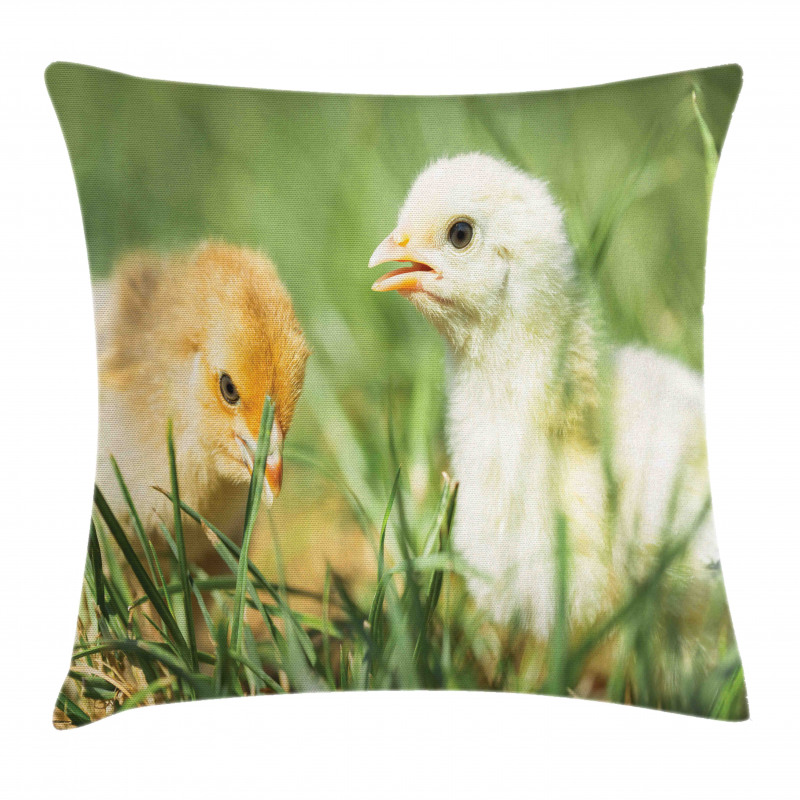 Close up Photo Baby Chickens Pillow Cover