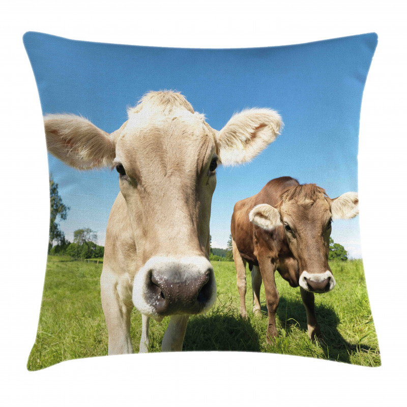 Close up Cows Pillow Cover