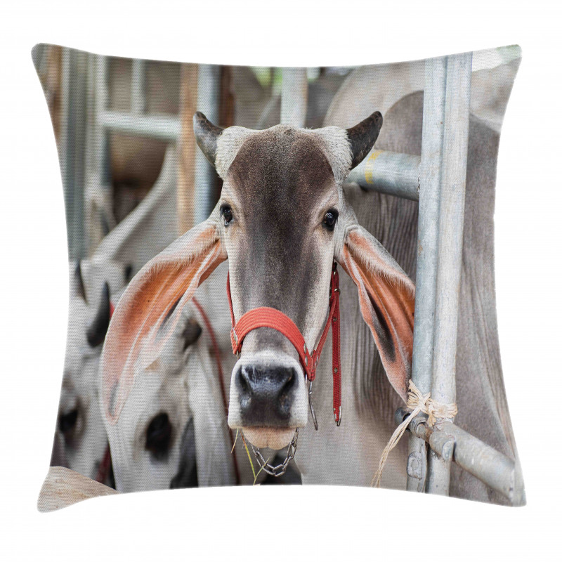 Cow Eating Grass Pillow Cover