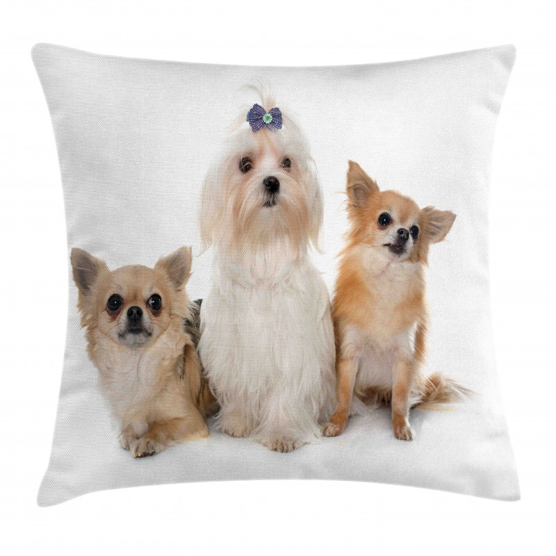 Chihuahua and Maltese Dogs Pillow Cover