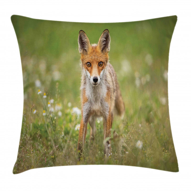 Young Curious Coyote Animal Pillow Cover