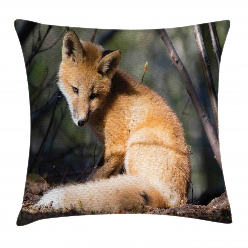 Young Coyote in Forest Sunrays Pillow Cover