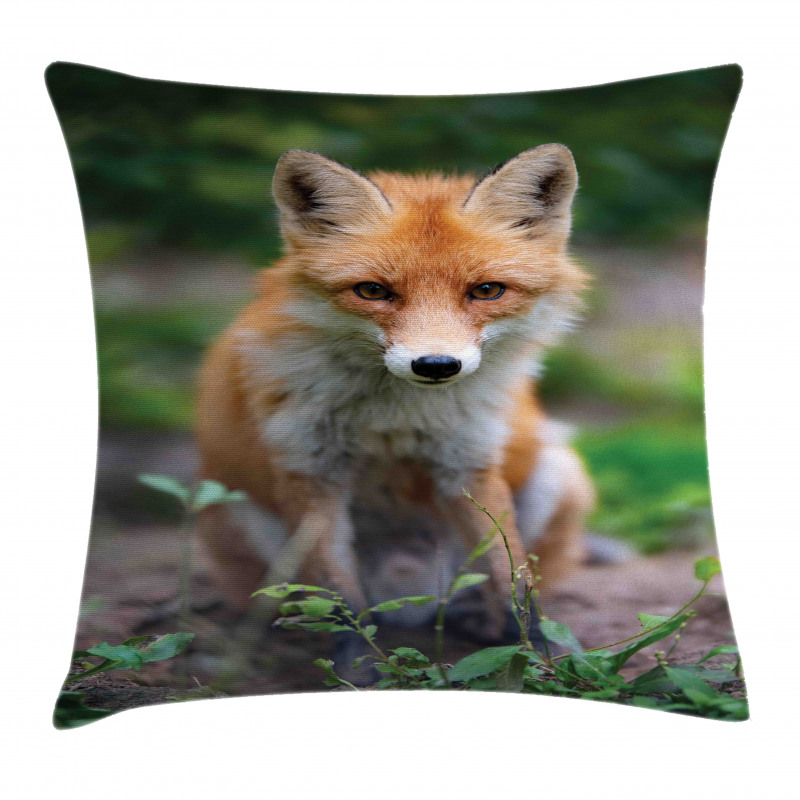 Young Coyote Photo Pillow Cover