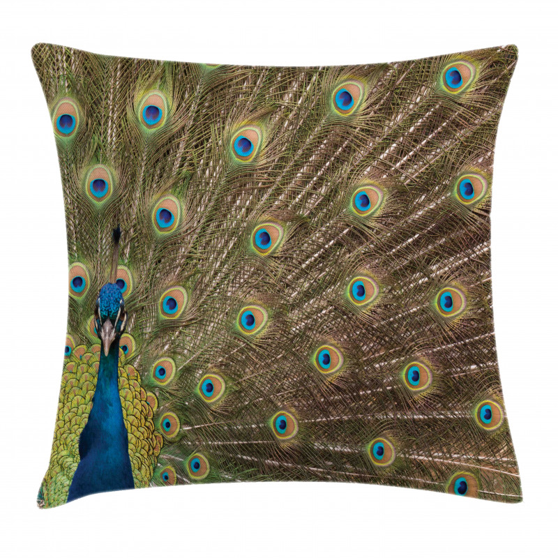 Peacock Making the Wheel Pillow Cover