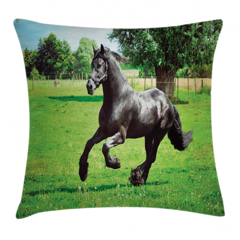 Friesian Horse Pillow Cover