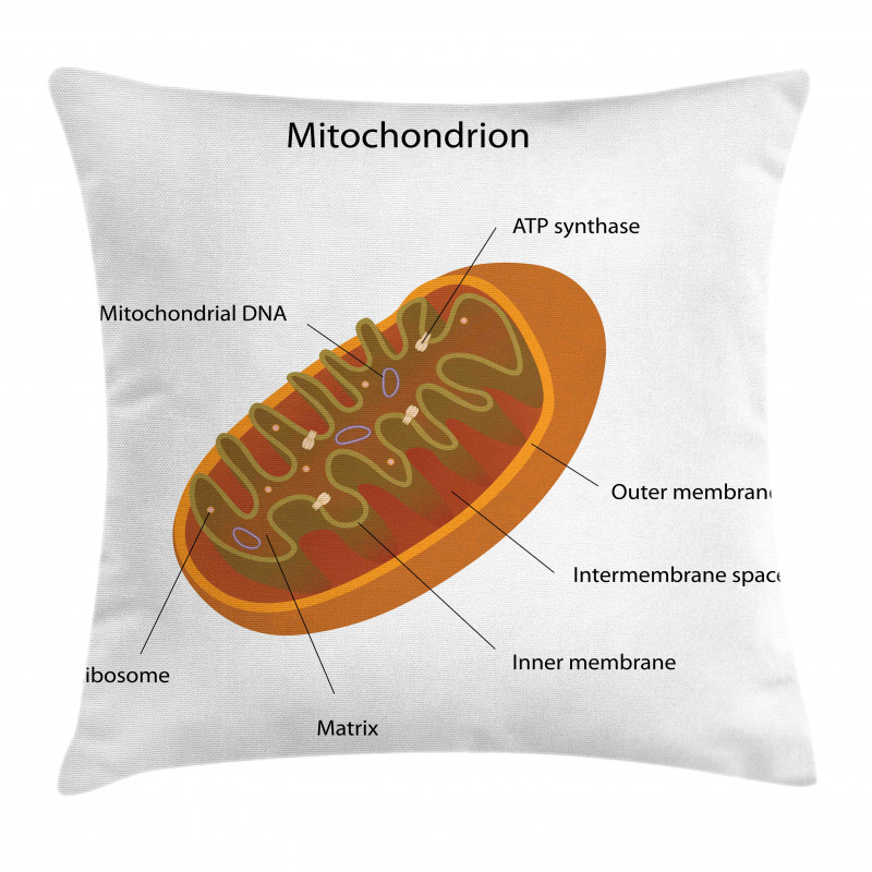 Eğitici Minder Kılıfı Detaylandırılmış Mitokondri İlüstrasyonu