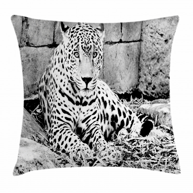 Wild Tiger Jaguar Pillow Cover