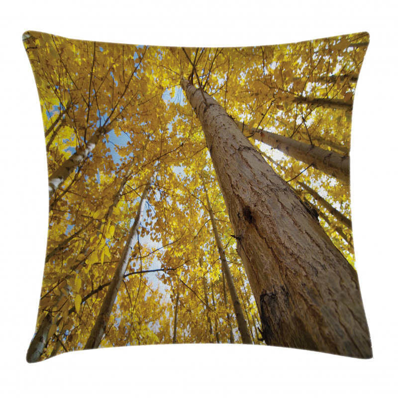 Aspen Trees in Forest Pillow Cover