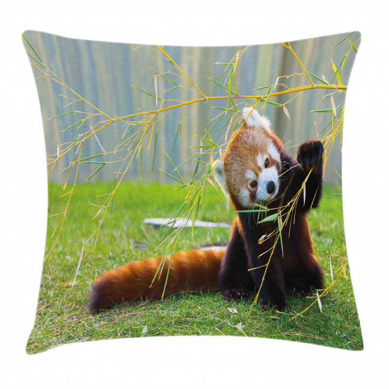 Panda Pillow Cover