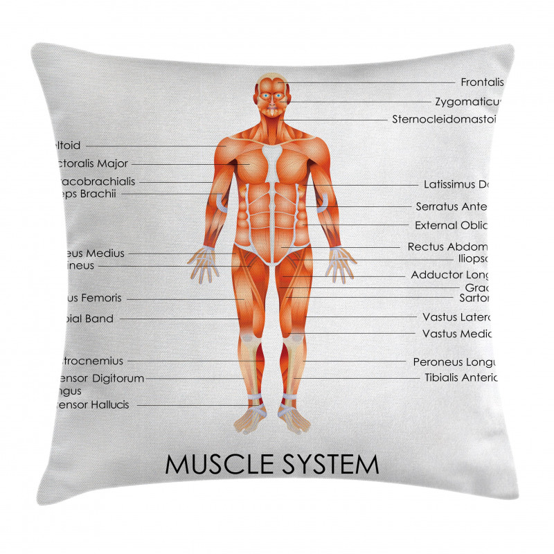 Biology Muscle System Pillow Cover