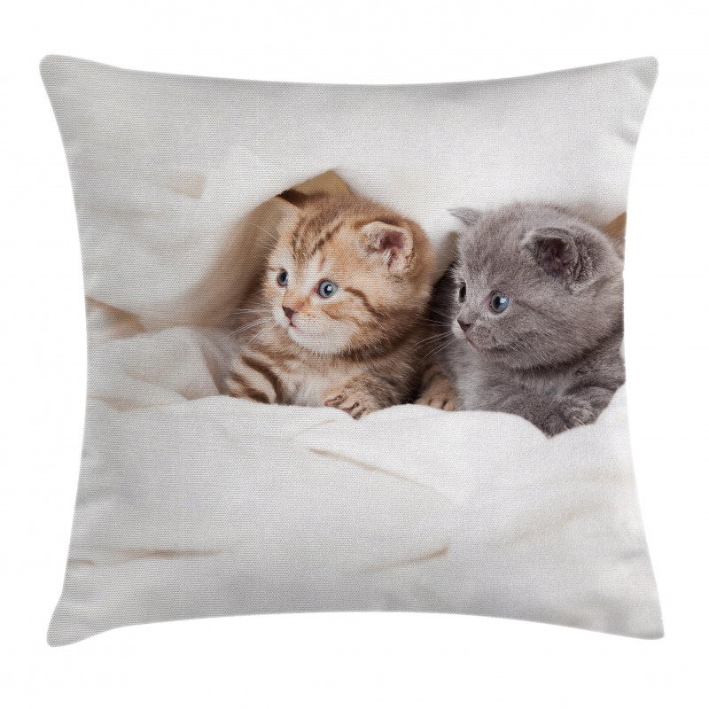 Scottish Fold Kittens Pillow Cover