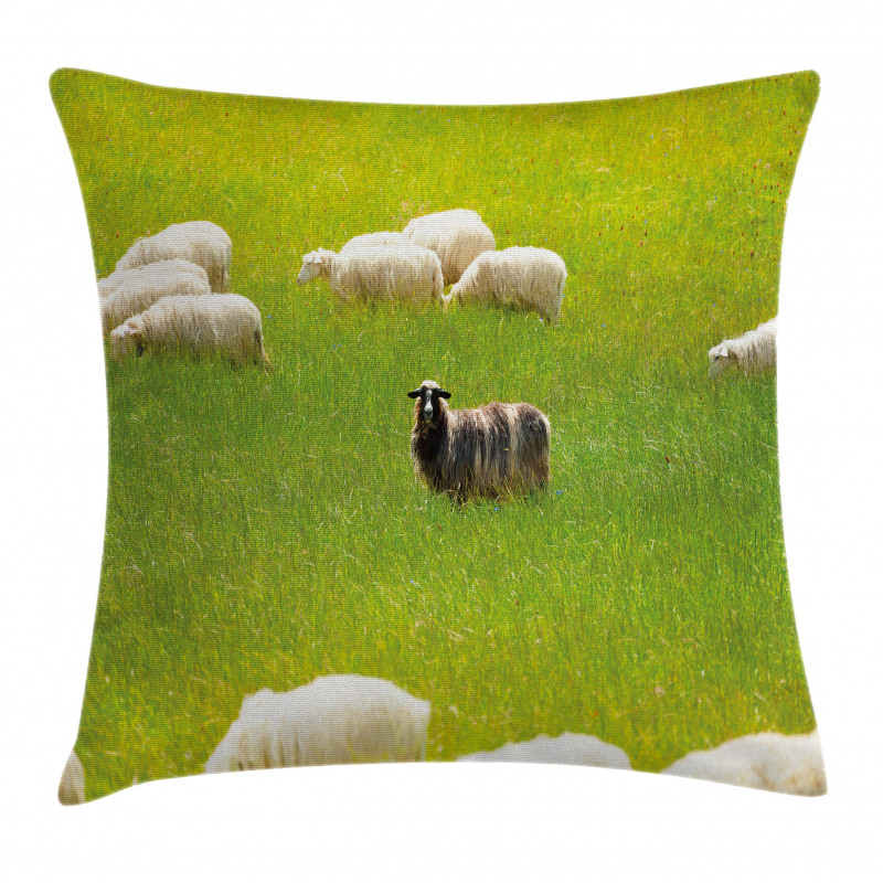 Black Sheep White Goats Pillow Cover