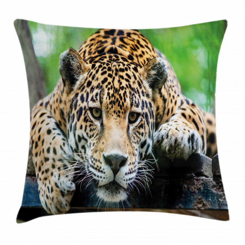 Jaguar Wildcat Feline Pillow Cover