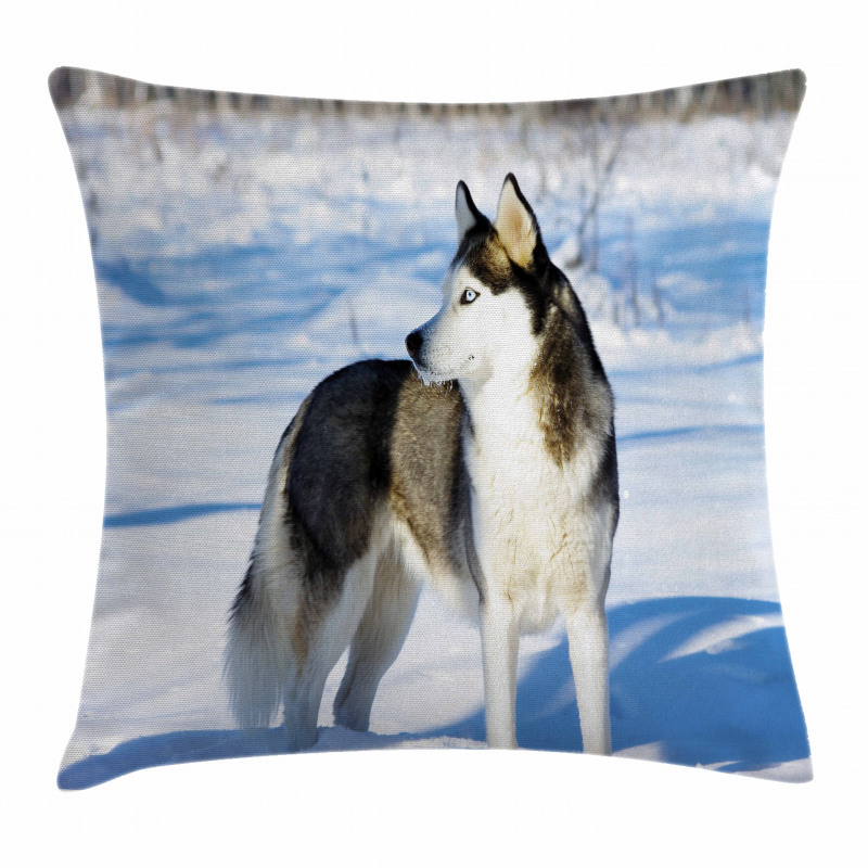 Husky on Snow Pillow Cover